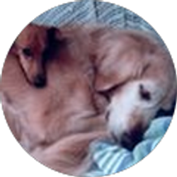 Profile photo of GSF