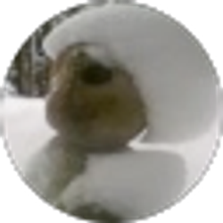Profile photo of Carolyn Wiggin