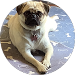 Profile photo of sue gannett