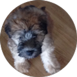 Profile photo of Mike McNeely