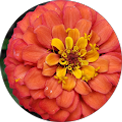 Profile photo of Noel W