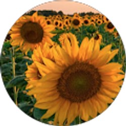 Profile photo of Nancy Baldwin