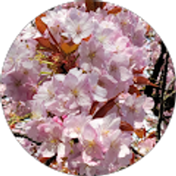 Profile photo of Carolina Avila