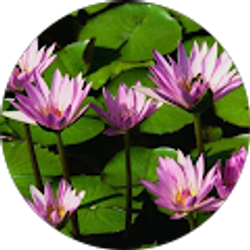 Profile photo of Madonna A