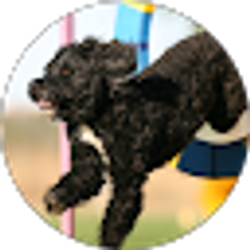 Profile photo of Sue Bloom