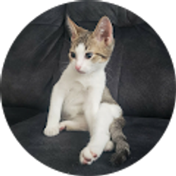 Profile photo of Yunia Franchi