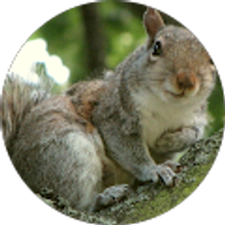 Profile photo of cynthia mclaughlin