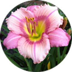 Profile photo of Samantha Exline