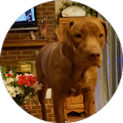Profile photo of Stephanie Dawson
