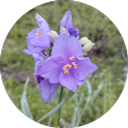 Profile photo of Camille Sturdy