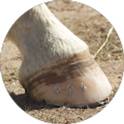 Profile photo of Ryan Strait CJF