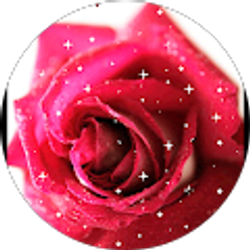 Profile photo of ROSE