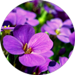 Profile photo of Violet Coffey