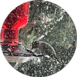 Profile photo of Cheryl Reece