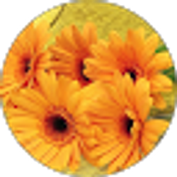 Profile photo of ELizabeth F. Spring