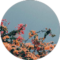 Profile photo of Areeba Siddiquei