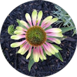 Profile photo of MISSY Cantwell