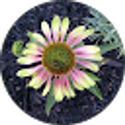 Profile photo of MISSY Cantwell