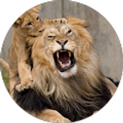 Profile photo of manolo dominguez