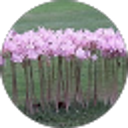 Profile photo of Carol Hartsock