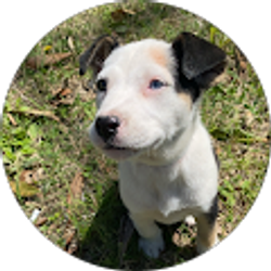 Profile photo of turo smalls