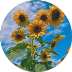 Profile photo of lauren johnson