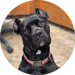 Profile photo of Christi Standridge