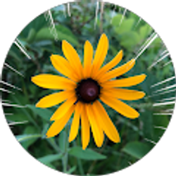 Profile photo of Lori Trahan