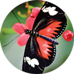 Profile photo of Brenda Mata