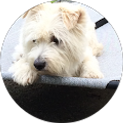 Profile photo of Roseann Vuotto