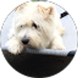 Profile photo of Roseann Vuotto