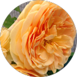 Profile photo of Brenda Kliesen