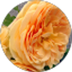 Profile photo of Brenda Kliesen
