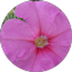 Profile photo of Dee Foskey