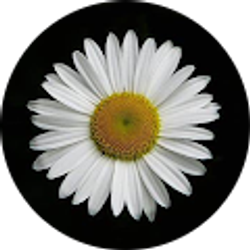 Profile photo of McKenzie Williams