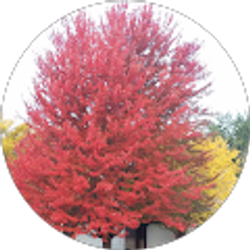 Profile photo of Tracy Eickhoff