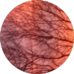 Profile photo of Carlos Olivera