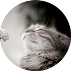 Profile photo of Nicki Creamer