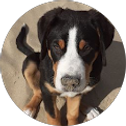 Profile photo of Puck Helmink