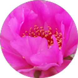 Profile photo of Laurie Piccolotti