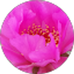 Profile photo of Laurie Piccolotti