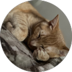 Profile photo of Dimiah Bell