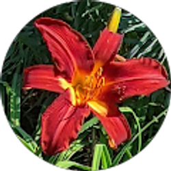 Profile photo of Jasmine Baleva