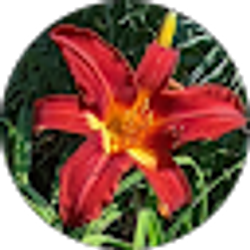 Profile photo of Jasmine Baleva