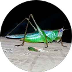 Profile photo of Roman Ramos