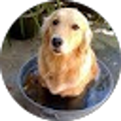 Profile photo of SkylineTheDog