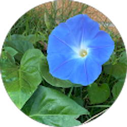 Profile photo of Monique Hebert