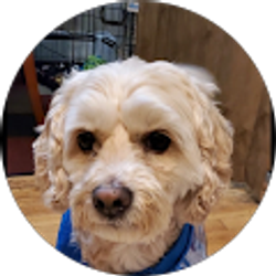 Profile photo of Eileen Bracco