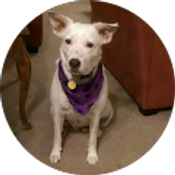 Profile photo of Rashna Mullick