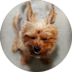 Profile photo of abisai_photography